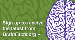 Sign up to receive the latest from BrainFacts.org
